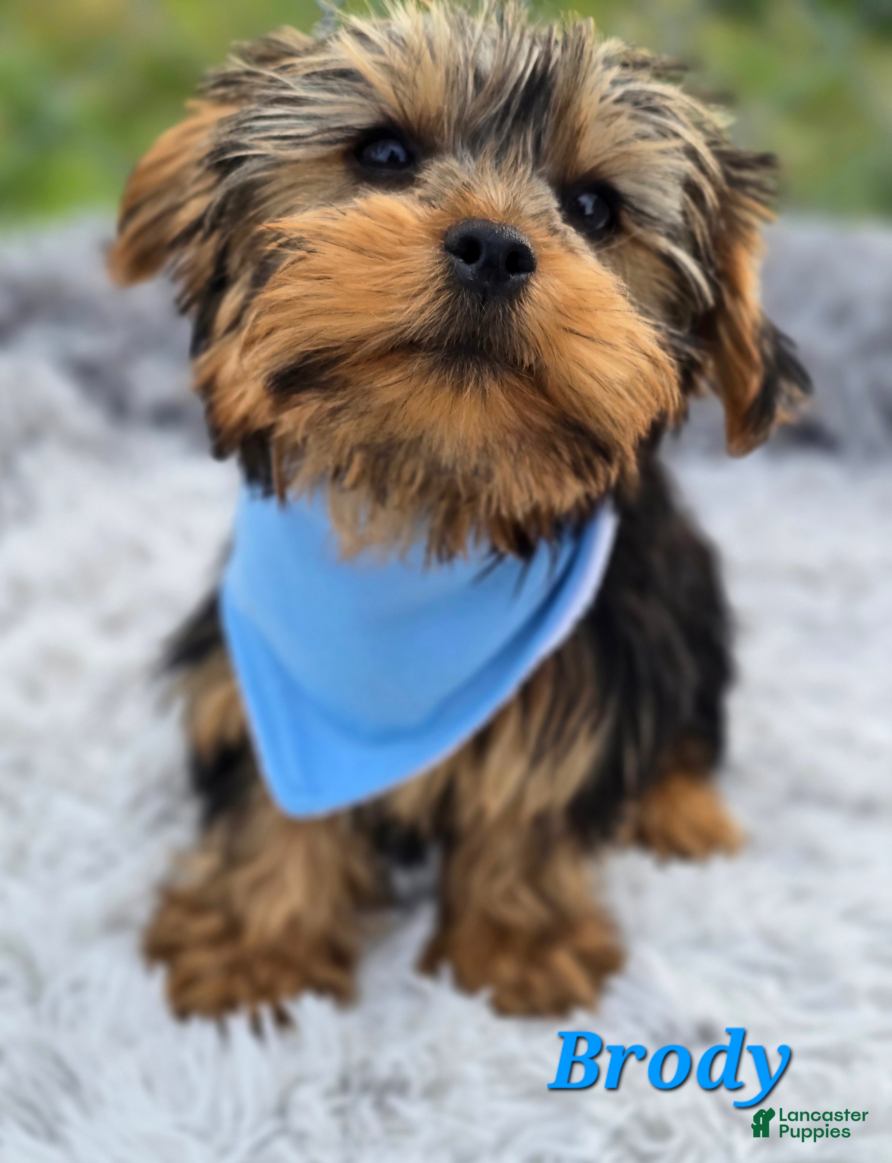 Yorkshire Terrier dogs Brody - Ad 30