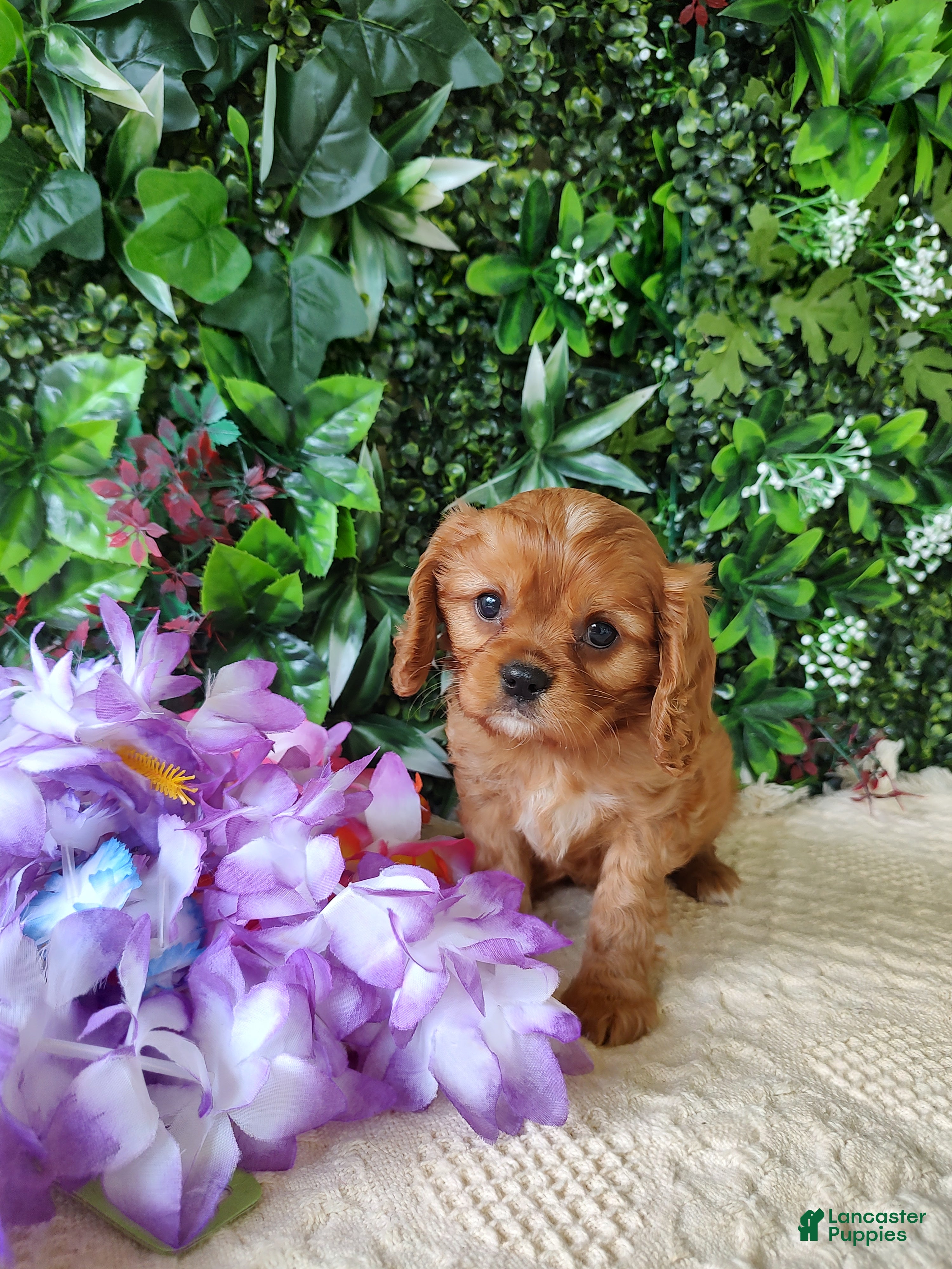 Cavalier King Charles Spaniel dogs Belle - Ad 1