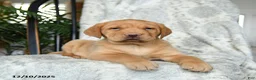 Labrador Retriever dogs for sale: Biscuit - Ad 2