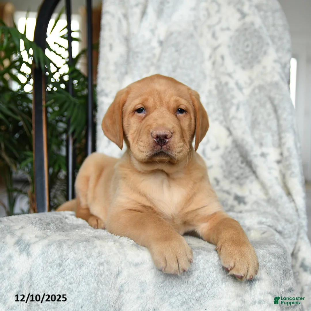 Labrador Retriever dogs for sale: Biscuit - Ad 2
