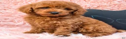 Toy Poodle dogs for sale: Toy Poodle 1 - Ad 3