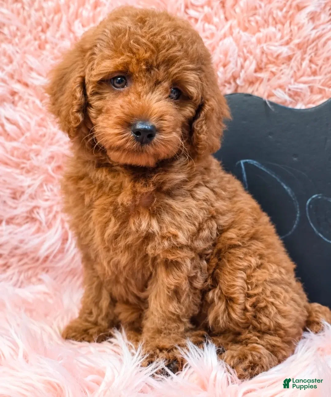 Toy Poodle dogs for sale: Toy Poodle 1 - Ad 3