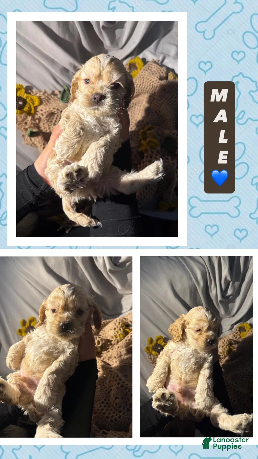 Cocker Spaniel dogs for sale: Cocker Spaniel 4 - Ad 1
