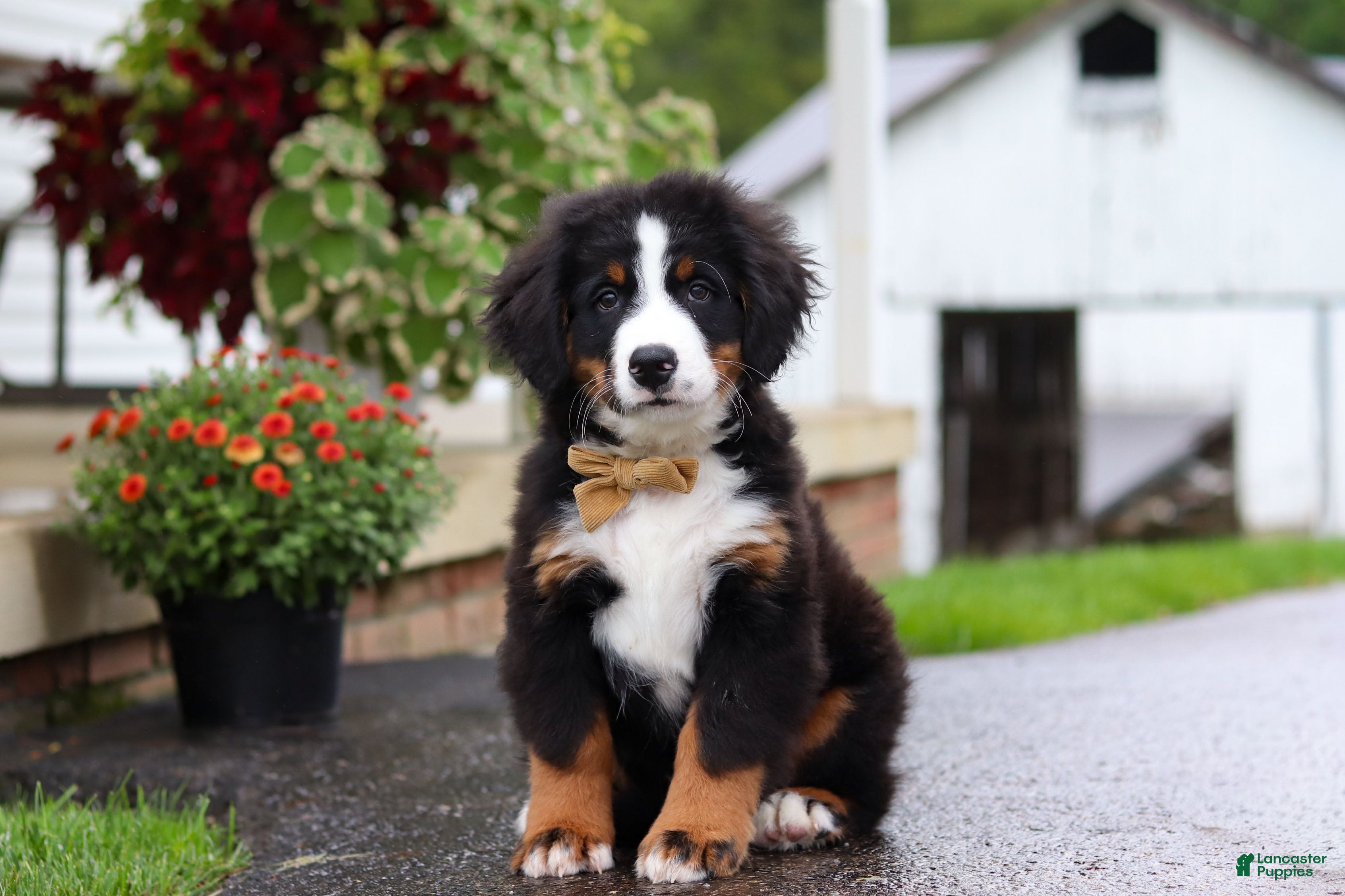 Miniature Bernese Mountain Dog dogs Kory - Ad 1