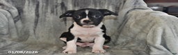 Mixed Breed dogs for sale: Bruno - Ad 4