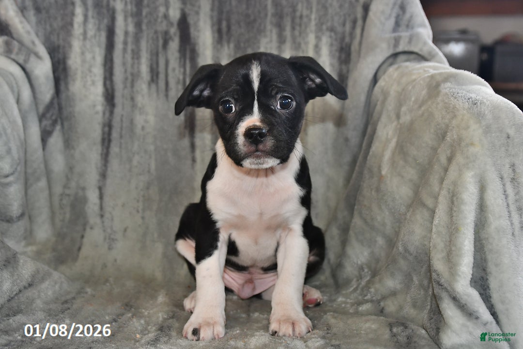 Mixed Breed dogs for sale: Bruno - Ad 4