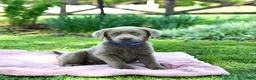 Labrador Retriever dogs for sale: Eden - Ad 1