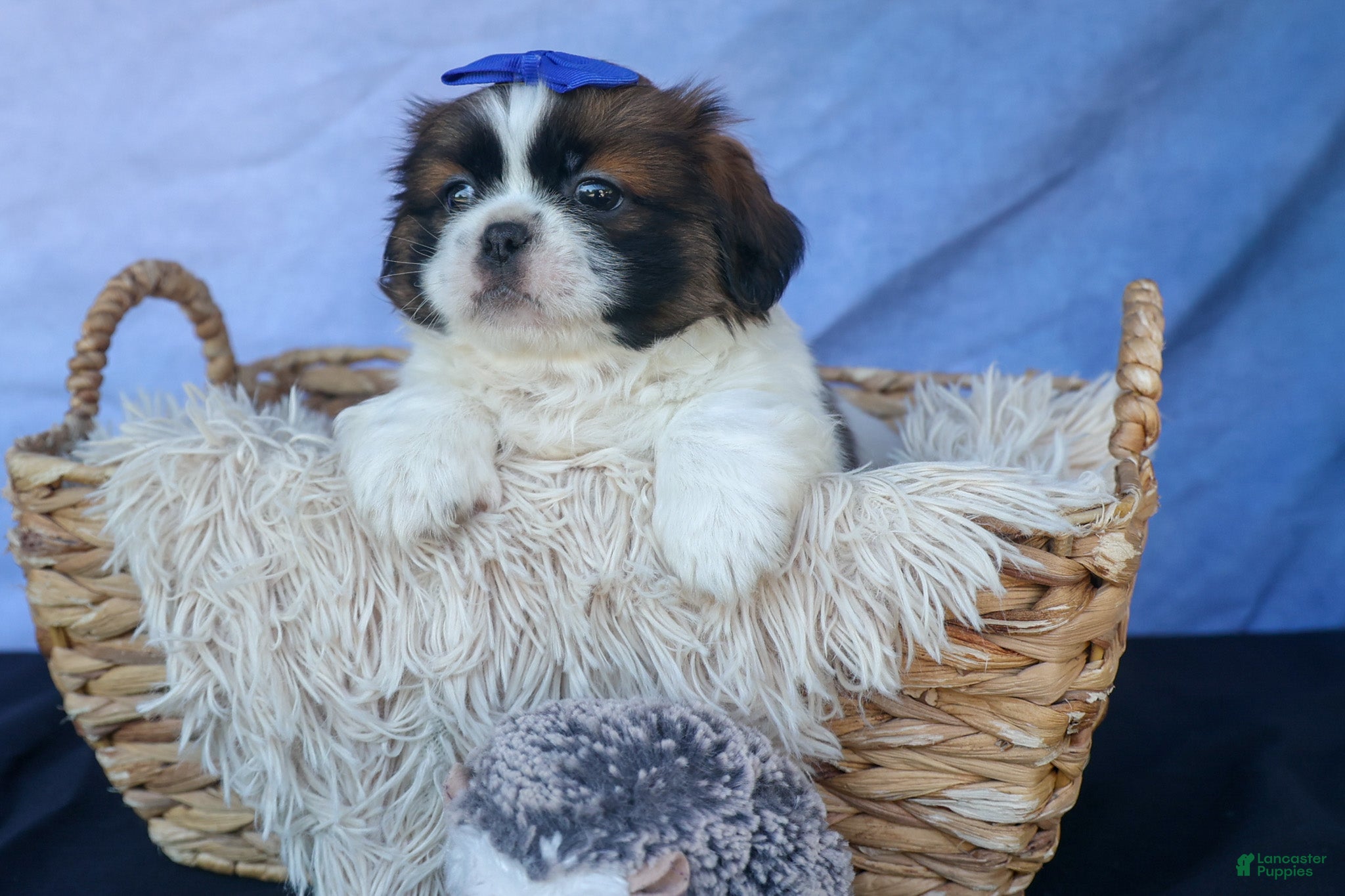 Shih Tzu dogs REX - Ad 1