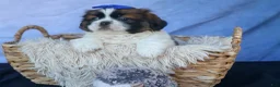 Shih Tzu dogs for sale: REX - Ad 1