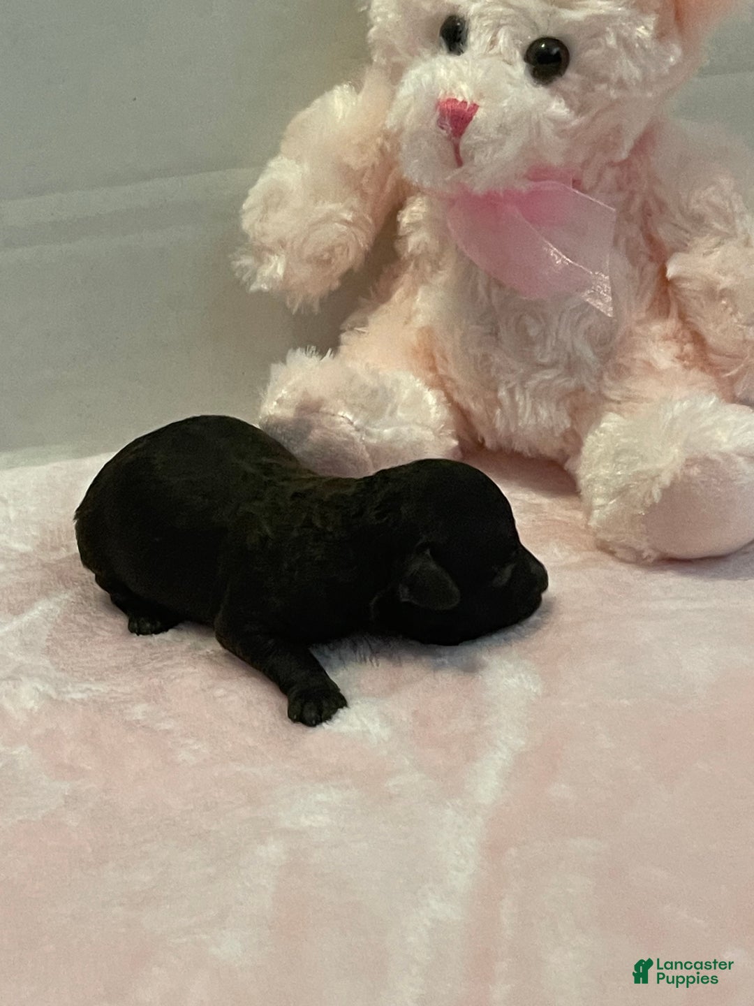 Toy Poodle dogs for sale: Toy Poodle Puppy 3 - Ad 4