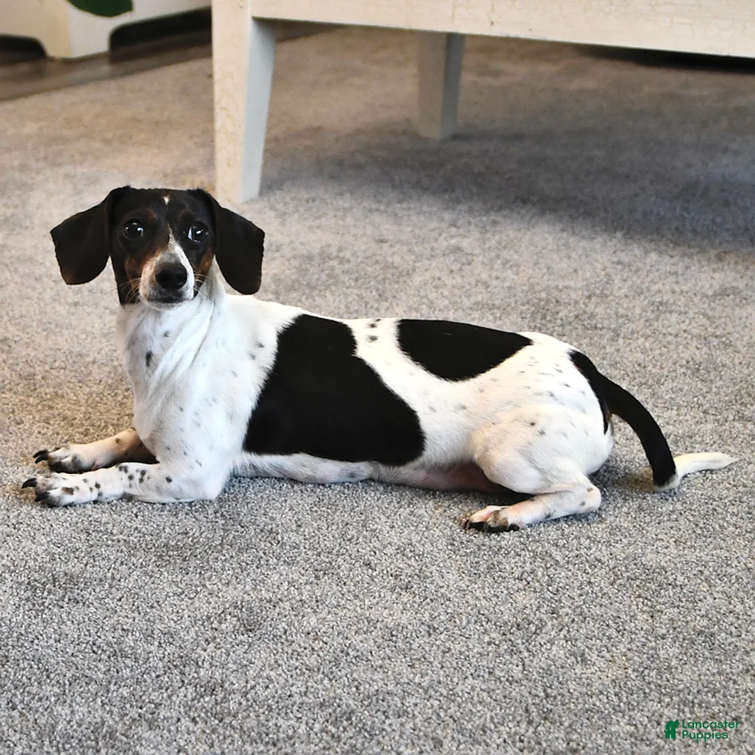 Miniature Dachshund dogs for sale: Daphne - Ad 4