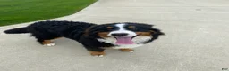 Bernese Mountain Dog dogs for sale: Poppy - Ad 7