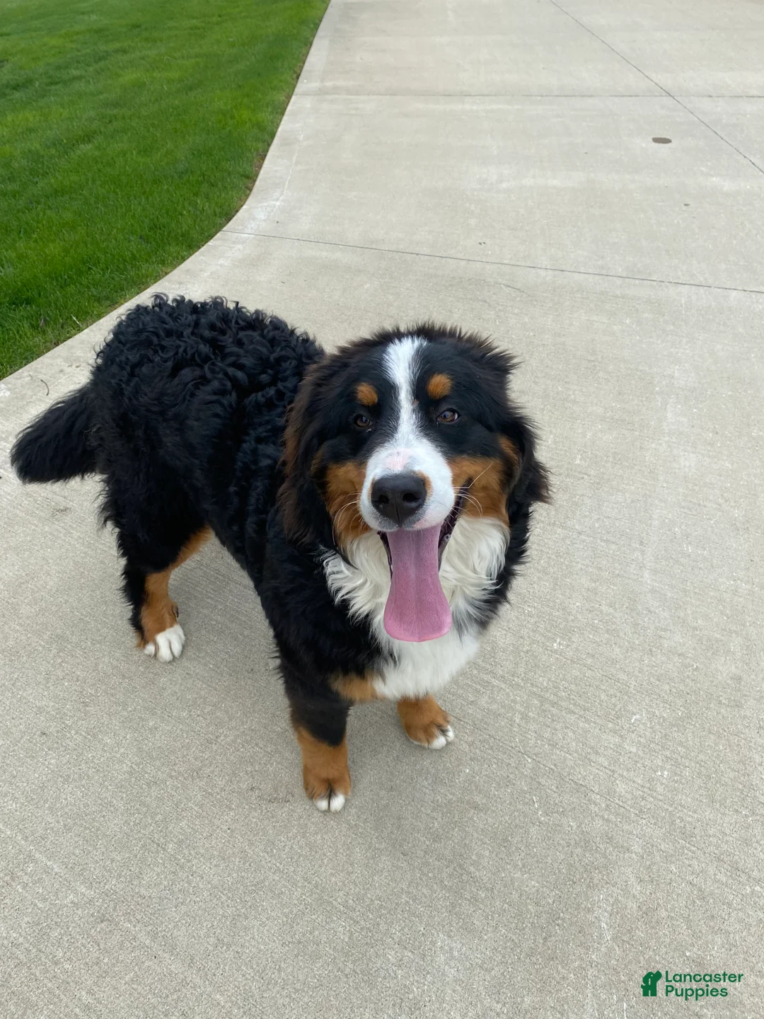 Bernese Mountain Dog dogs for sale: Poppy - Ad 7