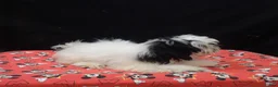 Shihpoo dogs for sale: Jag  - Ad 5