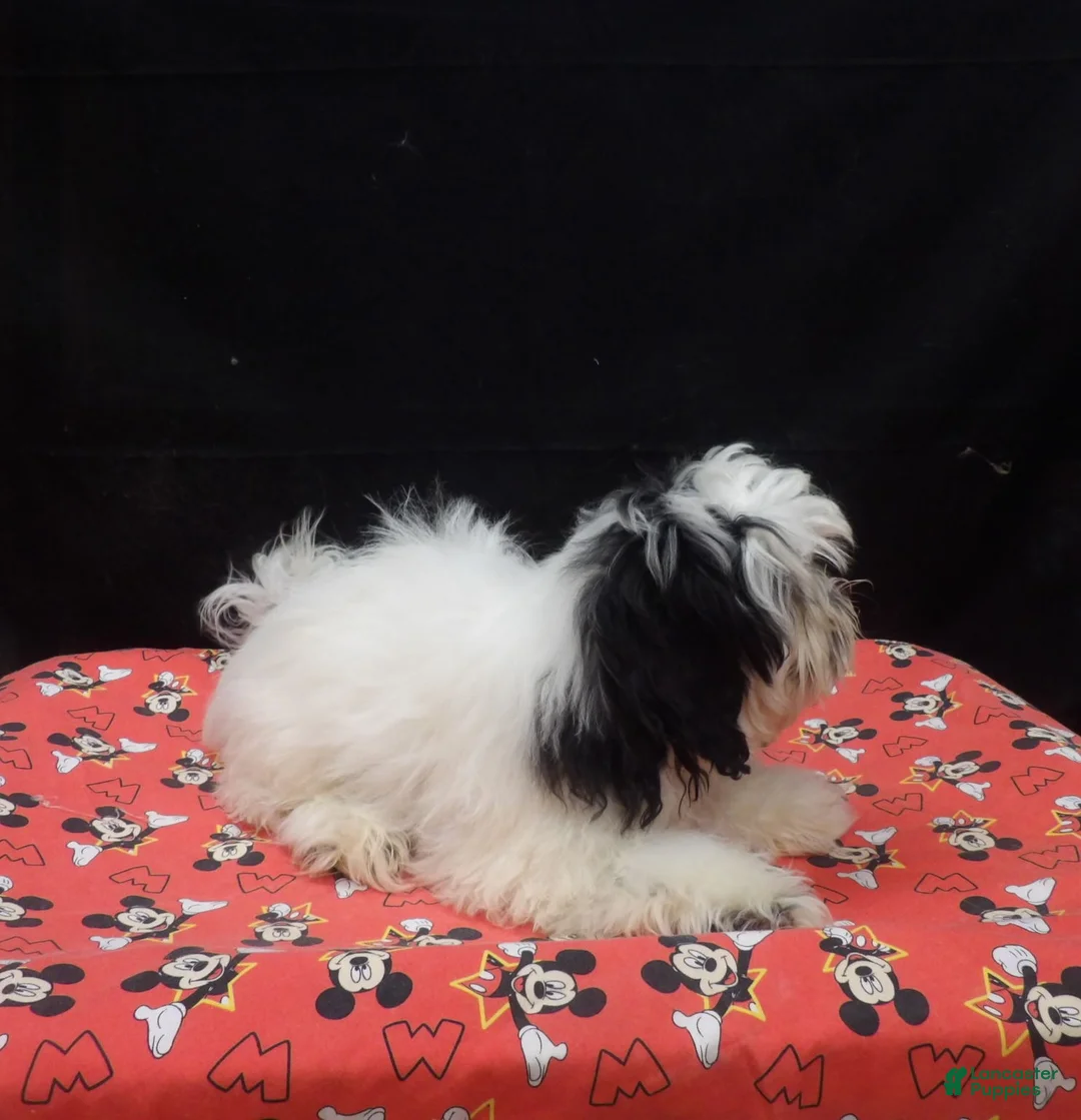 Shihpoo dogs for sale: Jag  - Ad 5