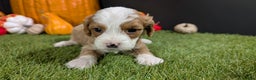 Cavapoo dogs for sale: Cavapoo Puppy 4 - Ad 2