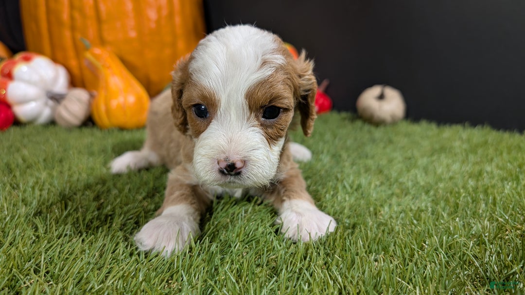Cavapoo dogs for sale: Cavapoo Puppy 4 - Ad 2