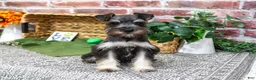 Miniature Schnauzer dogs for sale: Denver - Ad 4