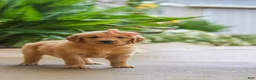 Golden Retriever dogs for sale: Indie - Ad 6