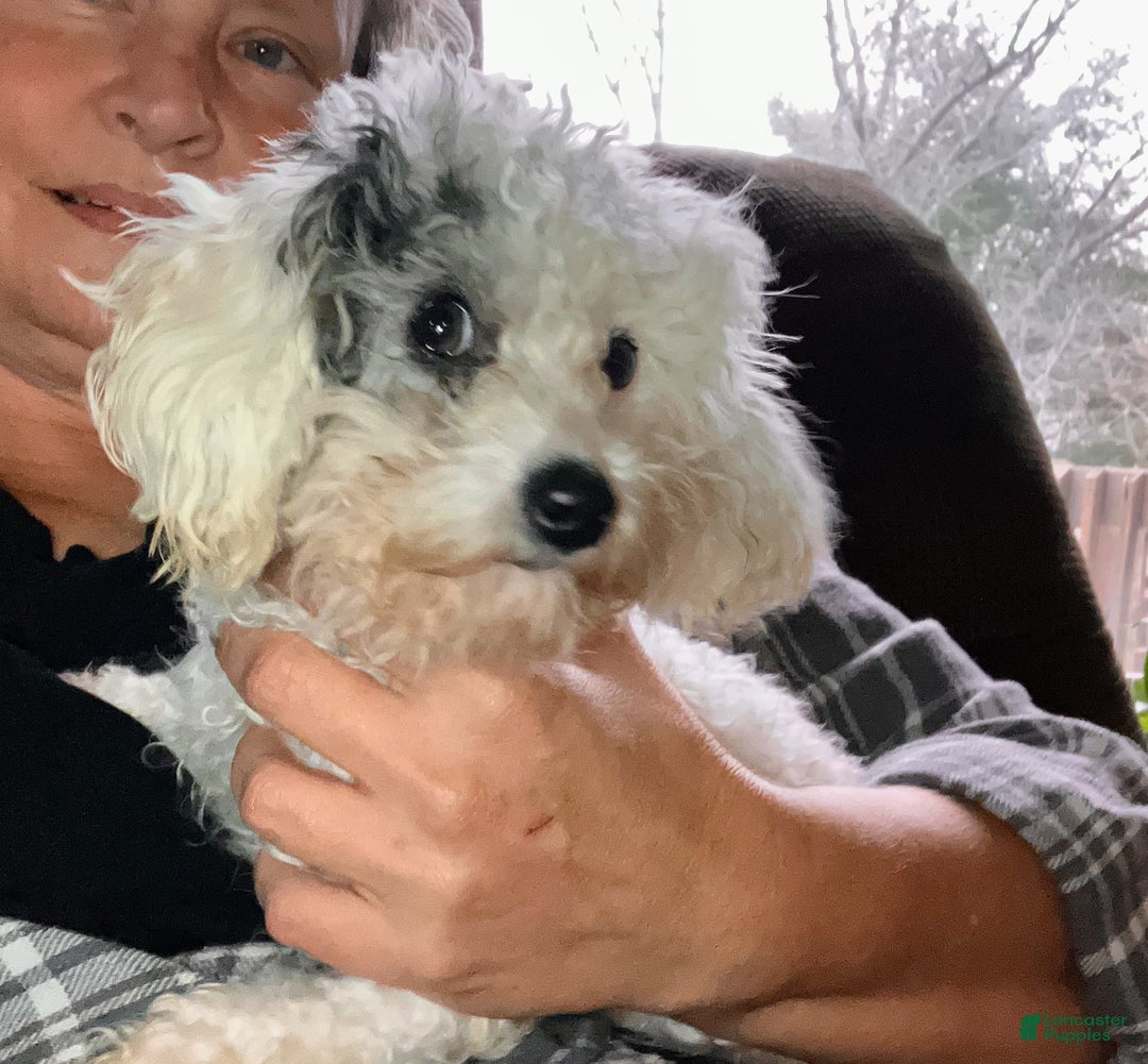 Toy Poodle dogs for sale: Toy Poodle Puppy 1 - Ad 9