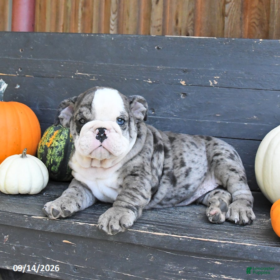 English Bulldog dogs Jackon - Ad 1