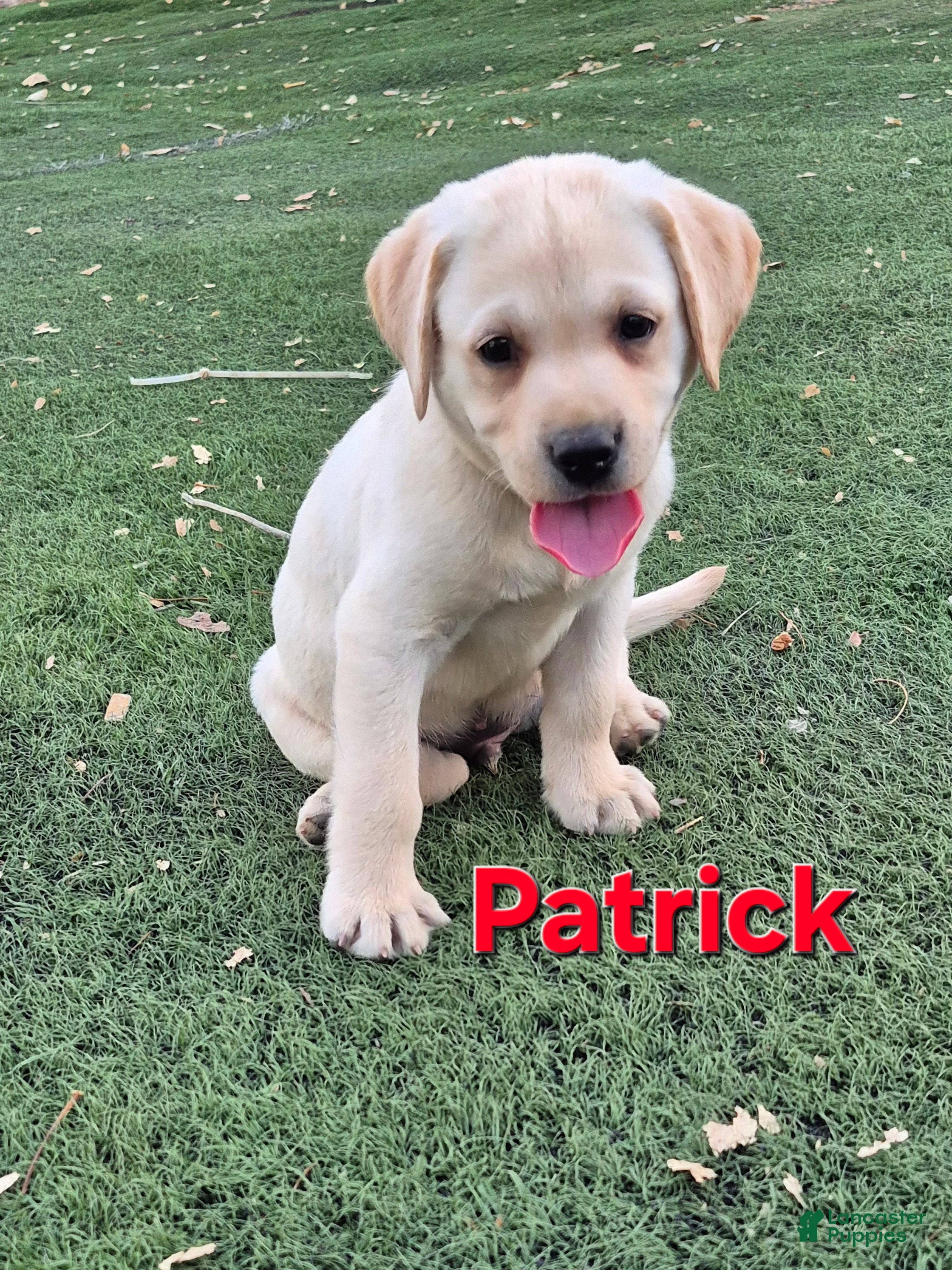 Labrador Retriever dogs Patrick - Ad 2