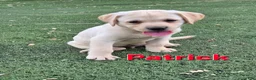 Labrador Retriever dogs for sale: Patrick - Ad 2