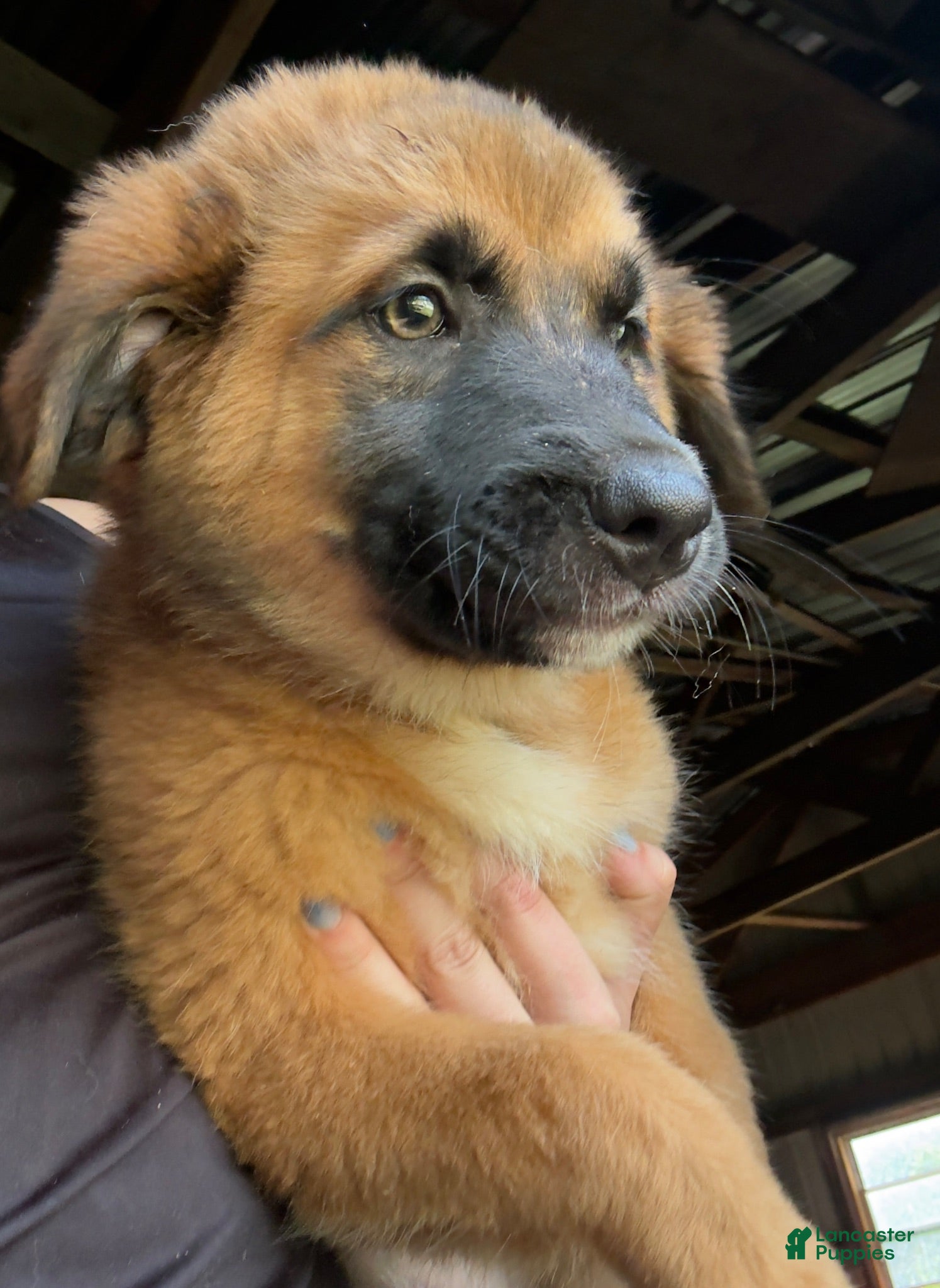 Mixed Breed dogs Cocoa  - Ad 21