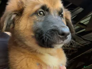 Mixed Breed dogs Cocoa - Ad 21