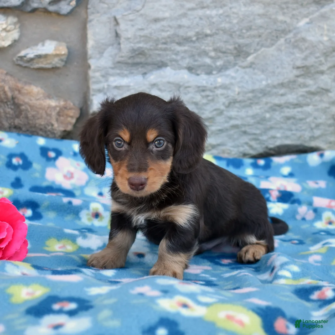 Miniature Dachshund dogs for sale: Oliver  - Ad 1
