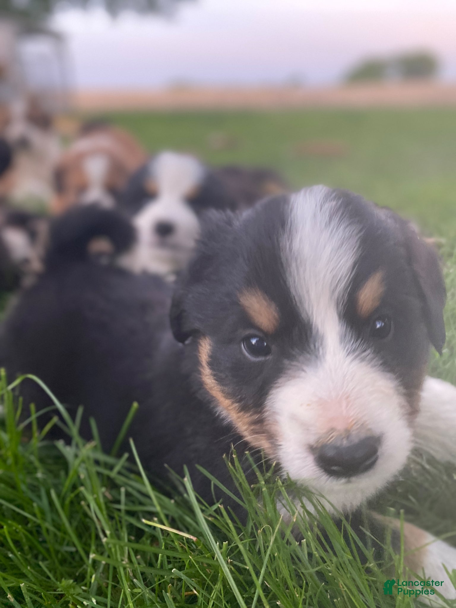 Mixed Breed dogs for sale: ♥️BABY BEAR♥️ - Ad 20