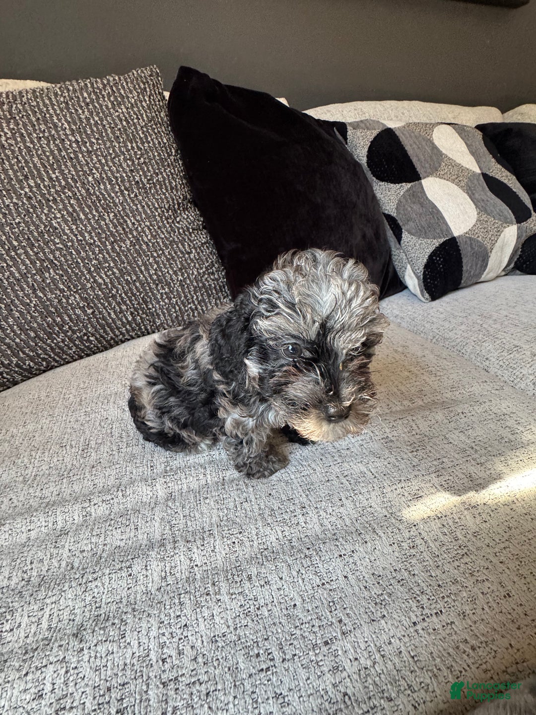 Toy Poodle dogs for sale: Misti - Ad 8