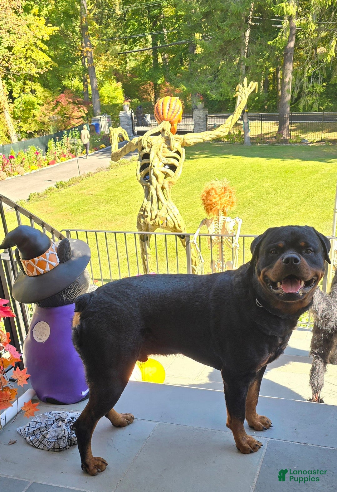 Rottweiler dogs for sale: Rottweiler Puppy 4 Purple Girl  - Ad 9