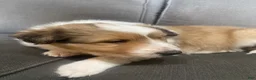 Shetland Sheepdog dogs for sale: Shetland Sheepdog Puppy 2 - Ad 11