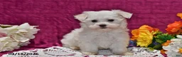 Maltese dogs for sale: Rex - Ad 5
