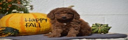 Toy Poodle dogs for sale: Tessa - Ad 7