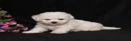 Bichon Frise dogs for sale: Kipper - Ad 5