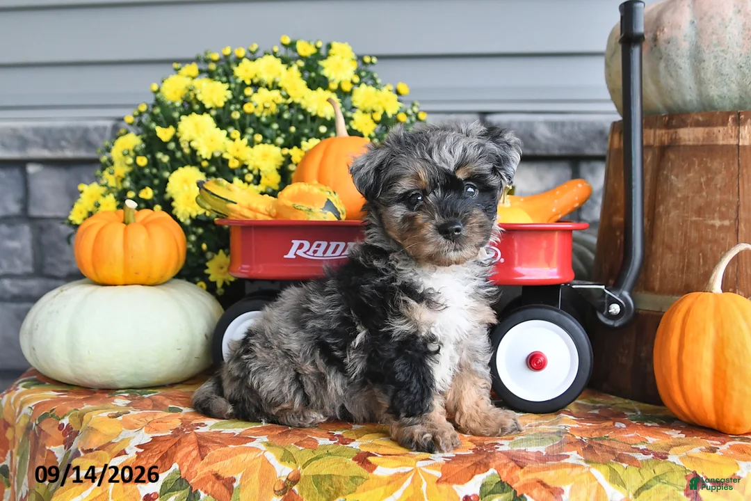 Yorkiepoo dogs for sale: Archie - Ad 2