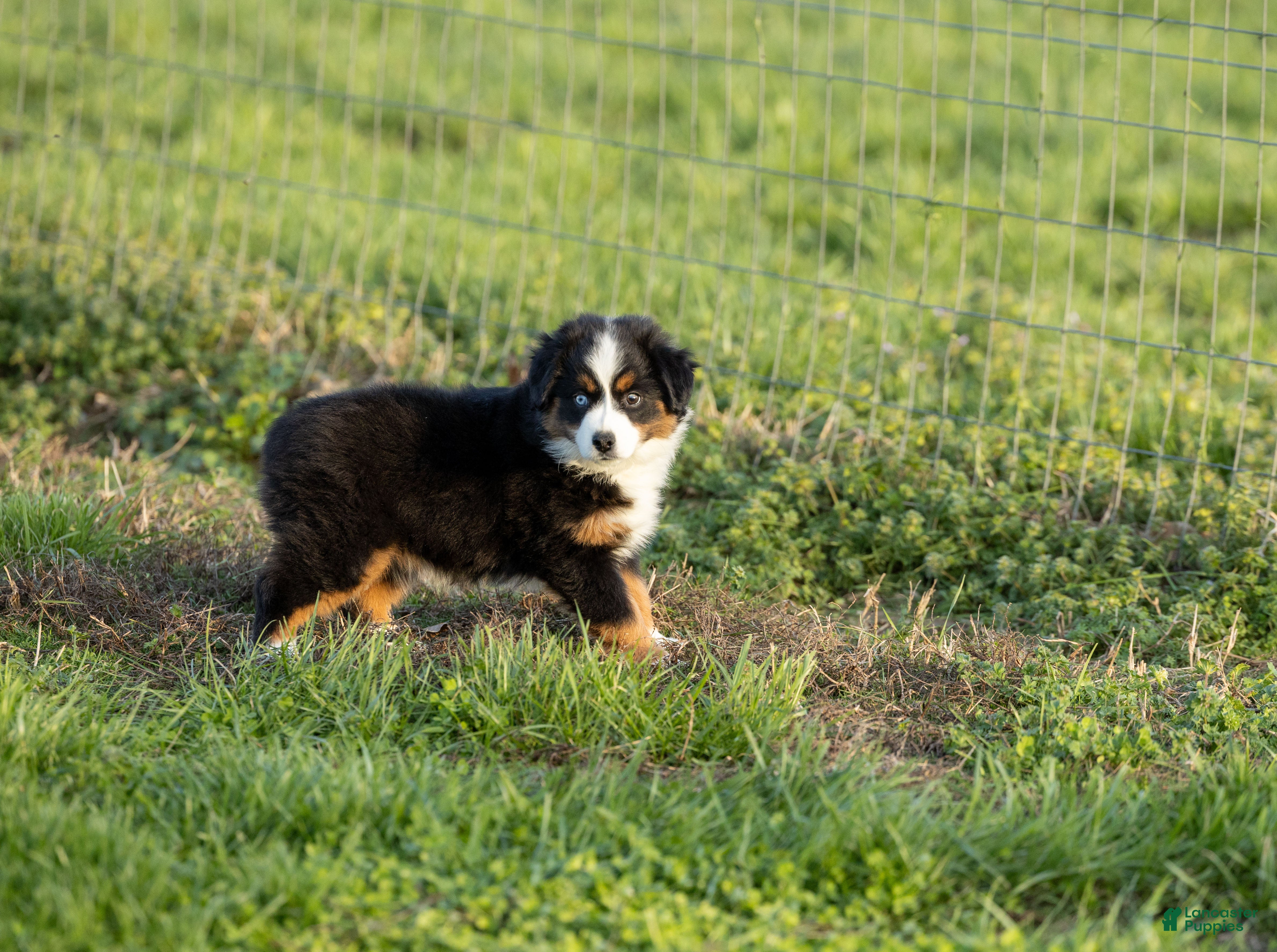 Miniature Australian Shepherd dogs Peanut Miniature Australian Shepherd Puppy  - Ad 2