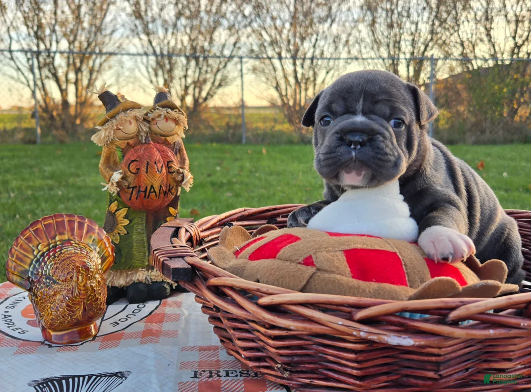 French Bulldog dogs for sale: Grace - Ad 15