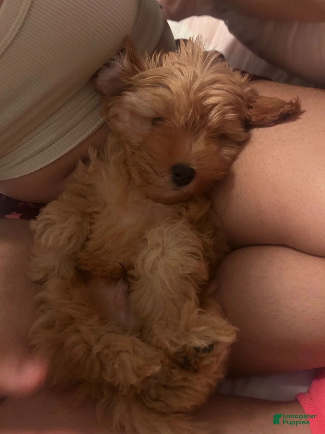 Mixed Breed dogs for sale: Mixed Breed 1 - Ad 2