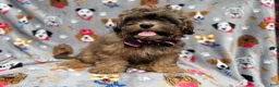 Shihpoo dogs for sale: Drake - Ad 7