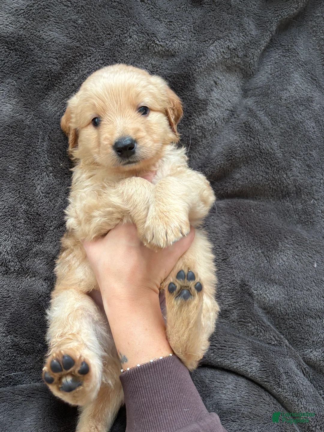 Mixed Breed dogs for sale: Brown Collar - Ad 2