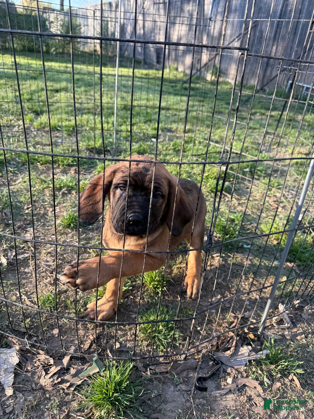 Cane Corso dogs for sale: Cane Corso Puppy 1 - Ad 1