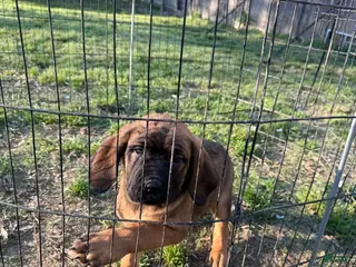 Cane Corso dogs Cane Corso Puppy 1 - Ad 4