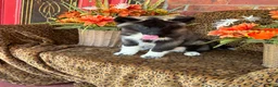 Siberian Husky dogs for sale: Rex - Ad 10