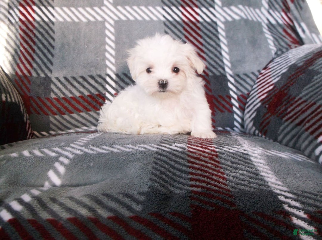 Maltese dogs for sale: Sarah - Ad 3