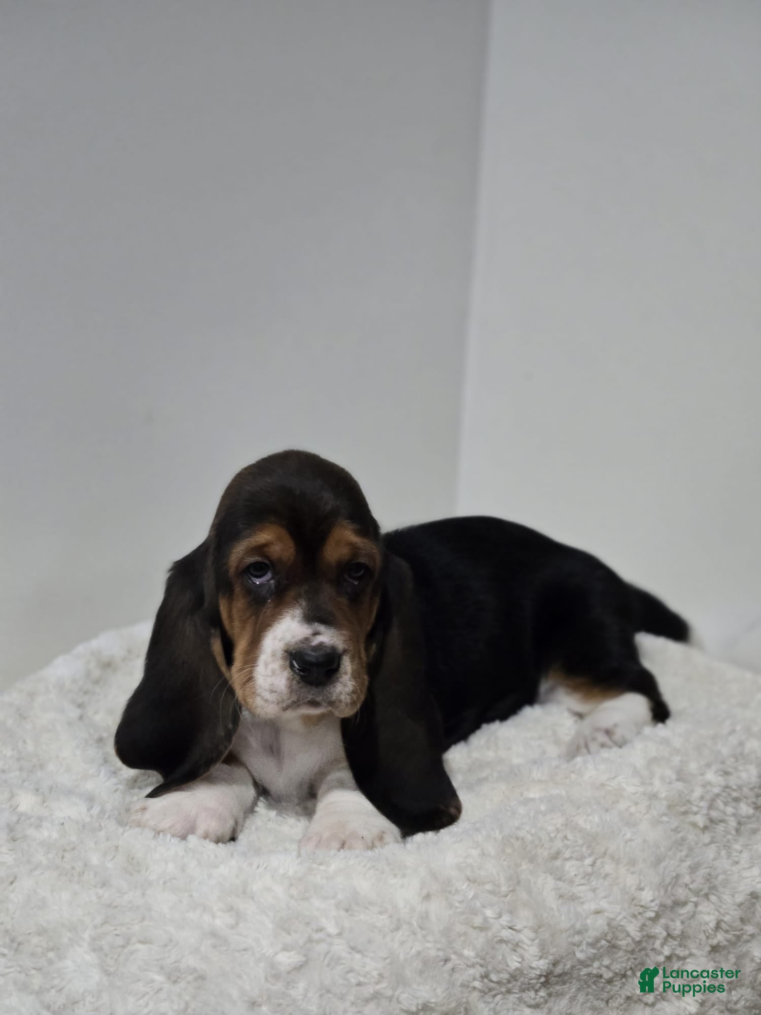 Basset Hound dogs Brisket  - Ad 9