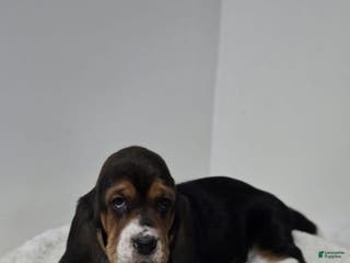 Basset Hound dogs Bisket - Ad 13