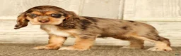 Cocker Spaniel dogs for sale: Buttercup - Ad 1